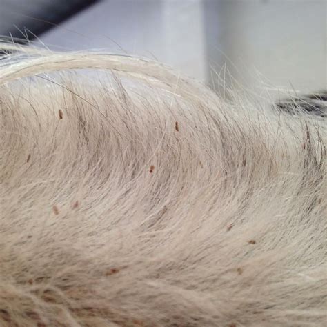 Can You Catch Head Lice From Farm Animals